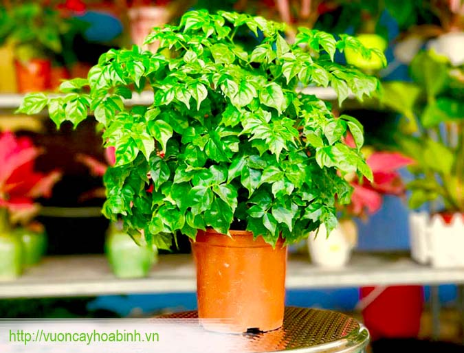 Cây Hạnh Phúc VCHB