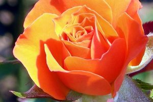 Bệnh phấn trắng cây hoa hồng