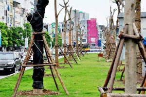 quy trình trồng cây