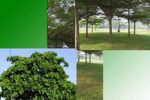 bàng ta và bàng đài loan