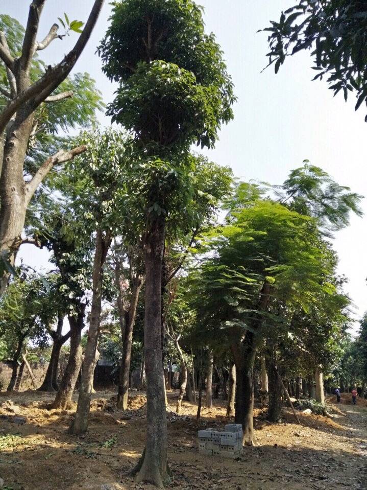 Cây sấu cổ thụ