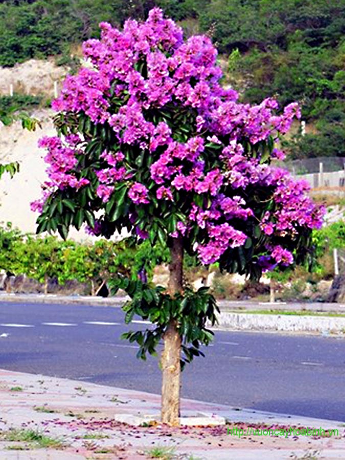 Báo giá cây bằng lăng tím