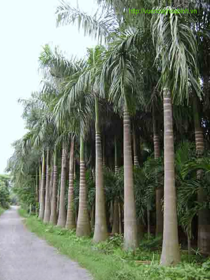 Mua bán cây công trình cây cau vua