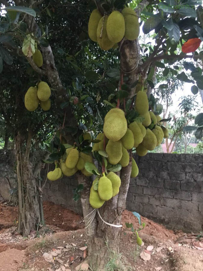 Cây mít cổ thụ