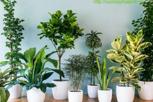 Cho thuê cây xanh văn phòng vuoncayhoabinh.vn