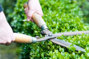 Dịch vụ chăm sóc cây xanh vuoncayhoabinh.vn