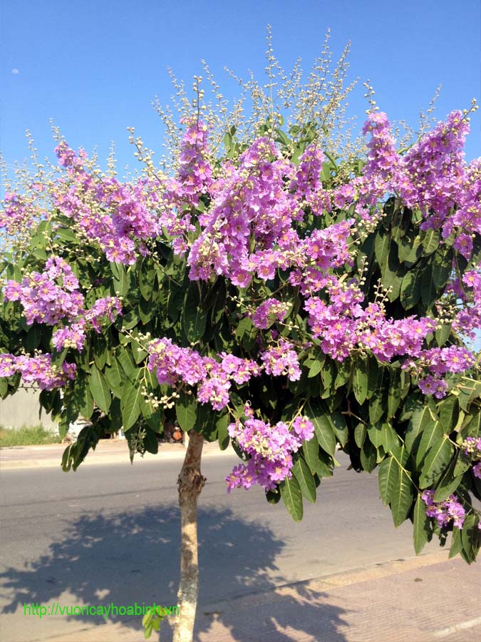 Giá cây bằng lăng tím