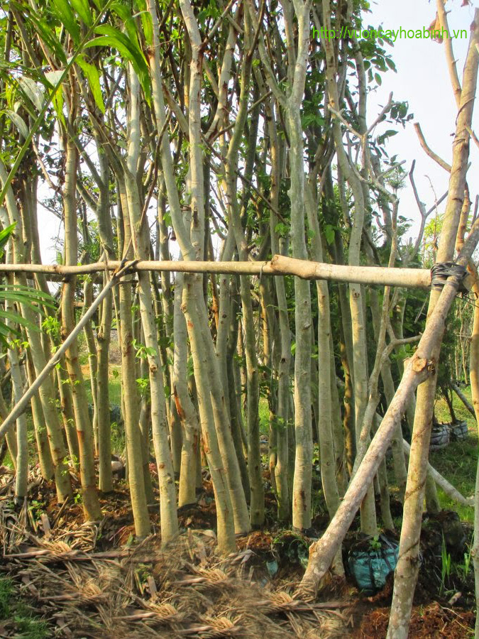 Mua cây muồng hoàng yến vuoncayhoabinh.vn