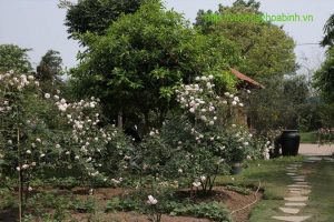 Thiết kế cảnh quan vuoncayhoabinh.vn