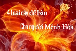 Cây để bàn cho người mệnh hỏa vuoncayhoabinh.vn