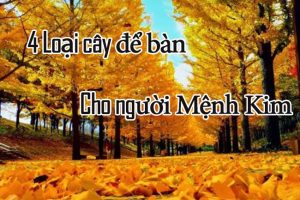 Cây Để Bàn Cho Người Mệnh Kim