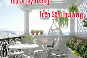 Các loại Cây Dễ Trồng Trên Sân Thượng vuoncayhoabinh.vn