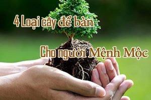 Cây Để Bàn Cho Người Mệnh Mộc vuoncayhoabinh.vn