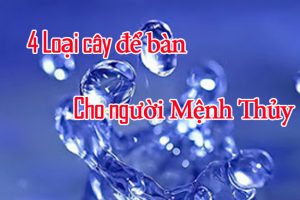 Cây Để Bàn Cho Người Mệnh Thủy vuoncayhoabinh.vn